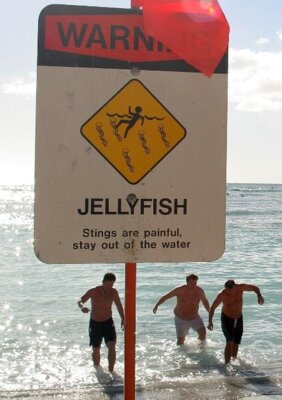funny picture photo sign jellyfish casch52 pi