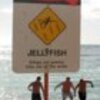 funny picture photo sign jellyfish casch52 pi
