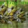San  Frog  sisco  1 